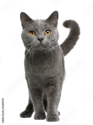 Fototapeta kot ładny portret kociak