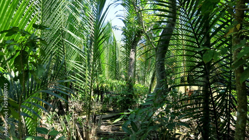Obraz na płótnie egzotyczny dżungla pejzaż roślinność lato