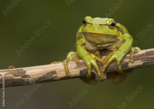 Naklejka las gad żaba zielony 