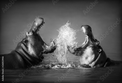 Fotoroleta hipopotam natura dziki ssak