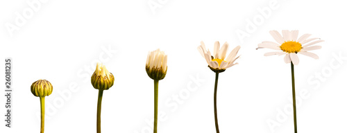 Fotoroleta kolarstwo stokrotka kwiat natura dzieci