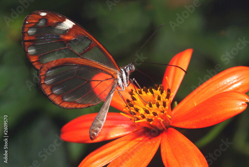 Obraz na płótnie natura motyl kopia życie owad