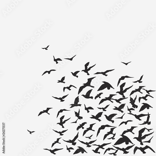 Plakat stado natura ptak grupa czarny