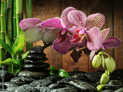 Plakat storczyk kwiat zen roślina zdrowy