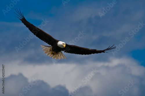 Obraz na płótnie ameryka ptak zwierzę dziki amerykański
