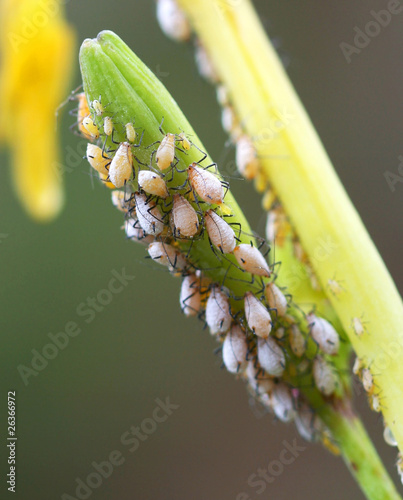 Obraz na płótnie zwierzę roślina żółty kobiece zielony