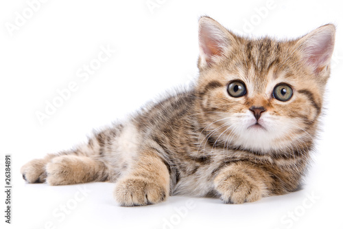 Fotoroleta kociak dzieci ładny zwierzę kot