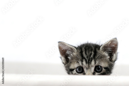Fototapeta ssak szczenię zwierzę kot