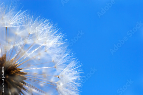 Fototapeta kwiat niebo łąka piłka