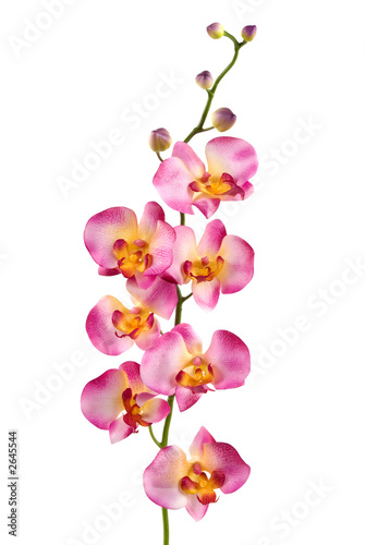 Fotoroleta natura roślina ładny kwiat aromaterapia