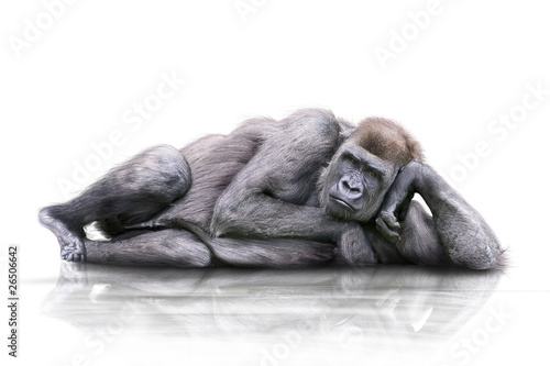 Naklejka zwierzę małpa eye contact nuda goryl