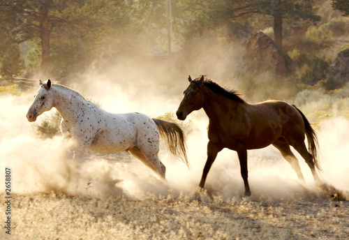 Fototapeta dziki koń grzywa bezdroża pustynia