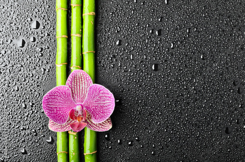 Fototapeta masaż bambus kwiat