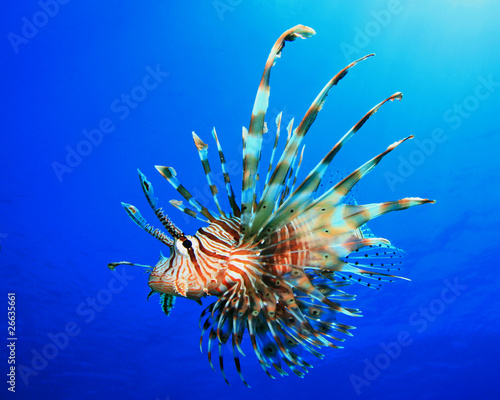 Fototapeta woda morze czerwone zwierzę tropikalna ryba