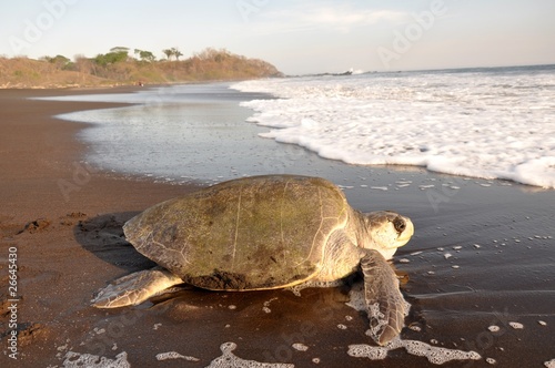 Plakat wybrzeże tropikalny żółw