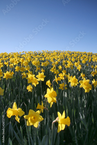 Plakat kwiat narcyz sezon wiosenny wielkanoc sprężyna