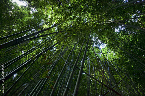 Naklejka ameryka północna bambus hawaje