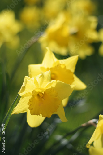 Naklejka narcyz kwiat żółty sprężyna 