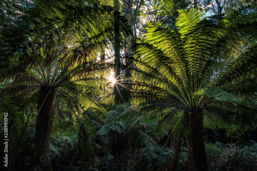Fototapeta wyspa palma słońce roślina mech