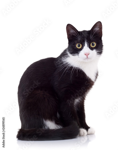 Plakat ssak kot zwierzę