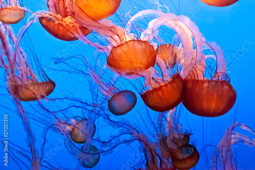 Naklejka natura zwierzę meduza podwodne
