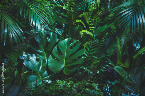 Plakat roślina tropikalny dżungla ogród