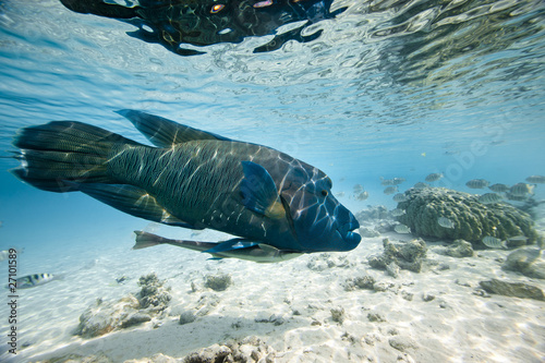 Fotoroleta woda filipiny podwodne hawaje tropikalny