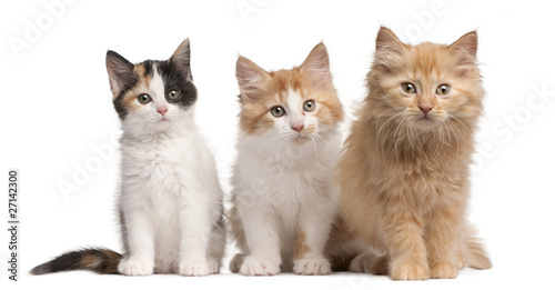 Fotoroleta portret ładny kot kociak ssak