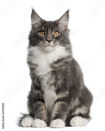 Fototapeta natura kot ssak zwierzę kociak