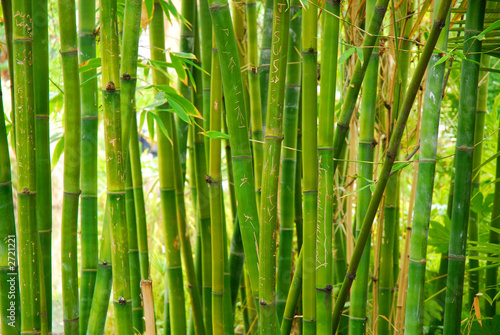 Plakat Łodygi bambusa