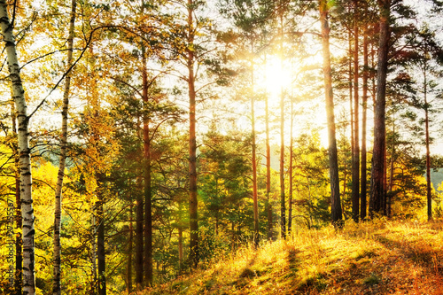 Fototapeta słońce kolaż jesień drzewa bezdroża