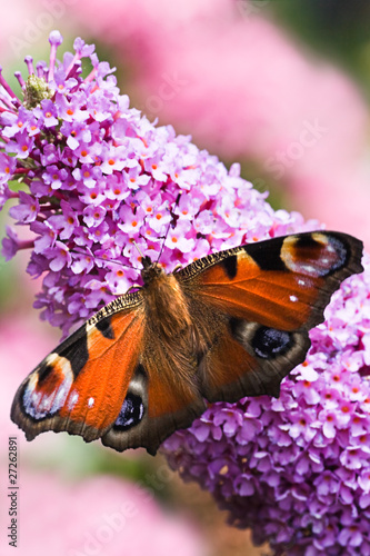 Naklejka kwiat motyl natura krzew