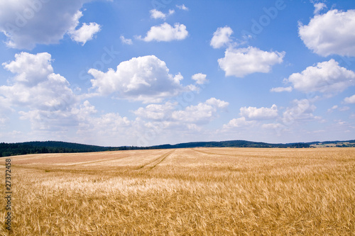 Fototapeta pszenica rolnictwo ziarno słoma zdrowy