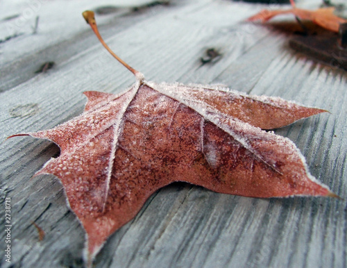 Fotoroleta jesień zimny drewno szron dojrzały
