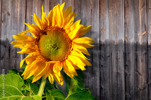 Fotoroleta słonecznik kwiat słońce 
