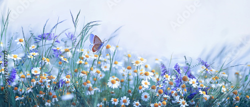 Naklejka słońce natura motyl piękny