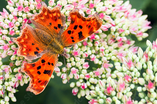 Naklejka motyl jesień zwierzę kwiat upadek