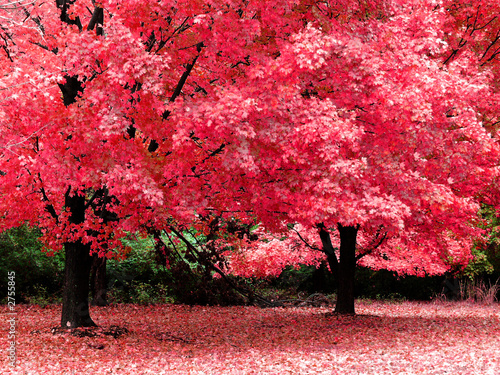 Naklejka jesień drzewa upadek czerwony