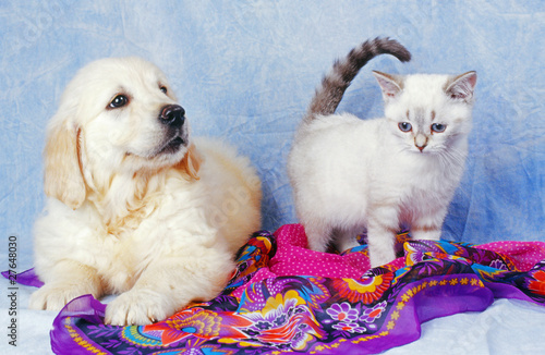 Fototapeta szczenię kot kociak pies zwierzę