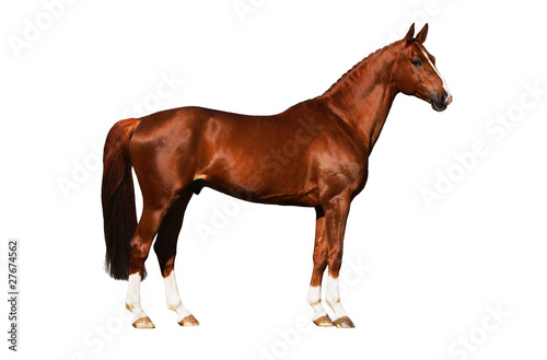 Obraz na płótnie ogier zatoka koń