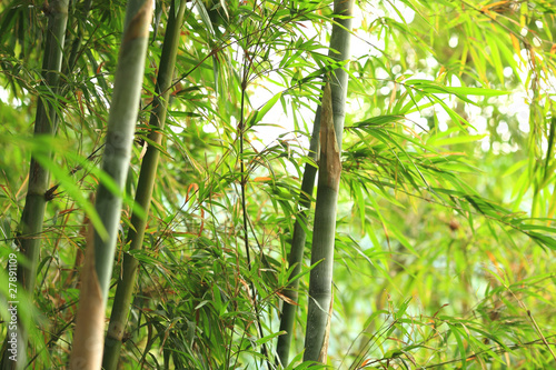 Fototapeta zen dżungla ogród japoński