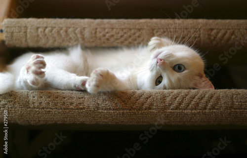 Fototapeta Biały kociak bawi się na kanapie