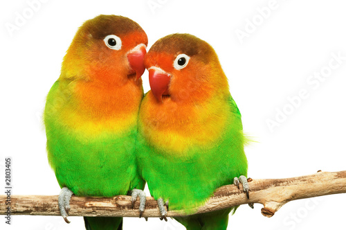 Plakat ptak miłość zwierzę para
