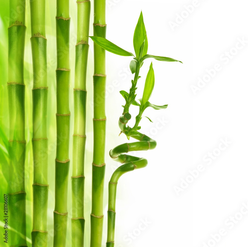 Naklejka tropikalny loki bambus zen ogród