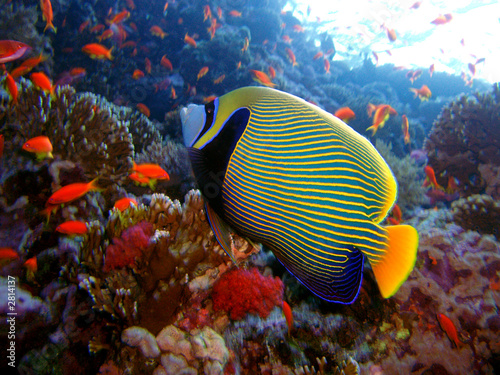 Fototapeta ryba tropikalny koral