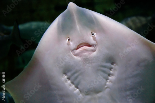 Fotoroleta zwierzę morskie zwierzę ryba faun