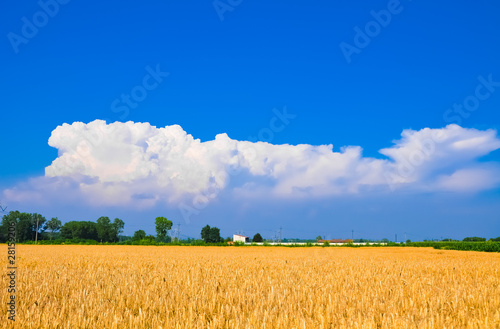 Fotoroleta pszenica wzór trawa niebo