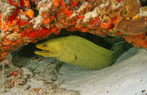 Fototapeta węgorz podwodne zatoka meksyk rafa