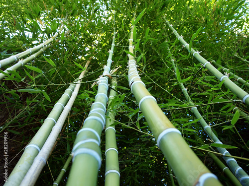 Fotoroleta bambus trawa roślina drzewa las