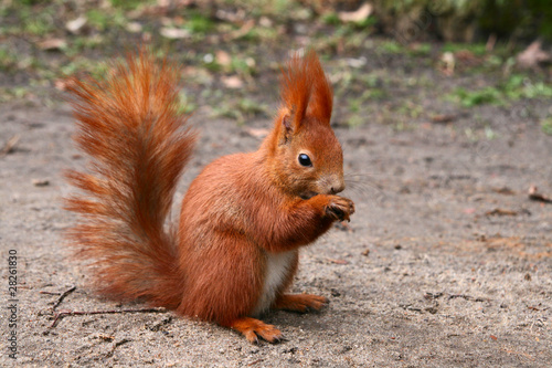 Fototapeta zwierzę ładny dziki natura wiewiórka